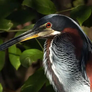 Use 16:9. Put Location URL below